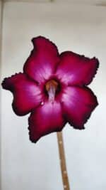 Planta Simples 3138 – 35cm – 03 anos - Imagem 3