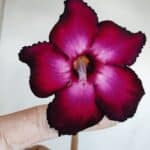 Planta Simples 3138 – 35cm – 03 anos