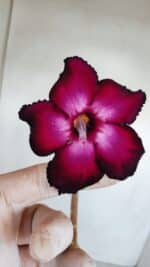 Planta Simples 3138 – 35cm – 03 anos