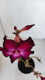 Planta Simples 3138 – 35cm – 03 anos - Imagem 5