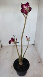 Planta Simples 3138 – 35cm – 03 anos - Imagem 6