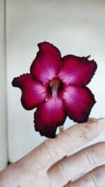 Planta Simples 3138 – 35cm – 03 anos - Imagem 4