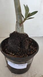 Planta Simples 3139 – 35cm – 03 anos - Imagem 7