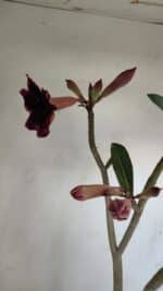 Planta Simples 3139 – 35cm – 03 anos - Imagem 5