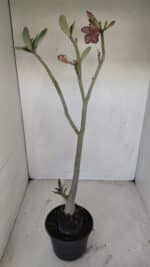 Planta Simples 3139 – 35cm – 03 anos - Imagem 6