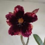 Planta Simples 3139 – 35cm – 03 anos