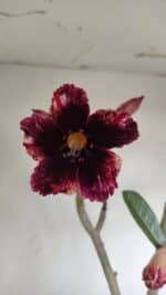 Planta Simples 3139 – 35cm – 03 anos