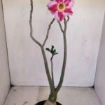 Planta Simples 3140 – 40cm – 03 anos