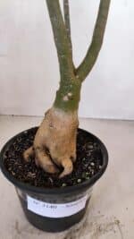 Planta Simples 3140 – 40cm – 03 anos - Imagem 8