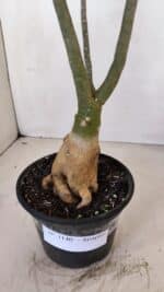 Planta Simples 3140 – 40cm – 03 anos - Imagem 7