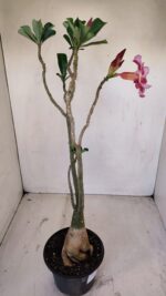 Planta Simples 3140 – 40cm – 03 anos - Imagem 6