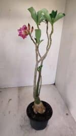 Planta Simples 3140 – 40cm – 03 anos - Imagem 5