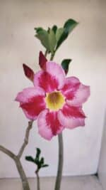 Planta Simples 3140 – 40cm – 03 anos - Imagem 3