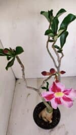 Planta Simples 3140 – 40cm – 03 anos - Imagem 4