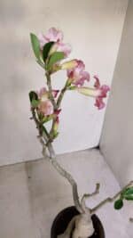 Planta Simples 3141 – 40cm – 03 anos - Imagem 7