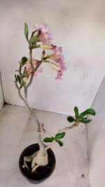 Planta Simples 3141 – 40cm – 03 anos - Imagem 6