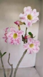 Planta Simples 3141 – 40cm – 03 anos - Imagem 5