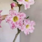 Planta Simples 3141 – 40cm – 03 anos