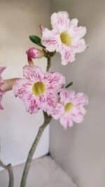 Planta Simples 3141 – 40cm – 03 anos