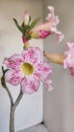 Planta Simples 3141 – 40cm – 03 anos - Imagem 3