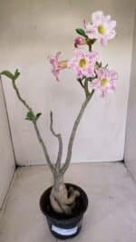 Planta Simples 3141 – 40cm – 03 anos - Imagem 11