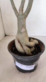 Planta Simples 3141 – 40cm – 03 anos - Imagem 10