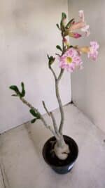 Planta Simples 3141 – 40cm – 03 anos - Imagem 9