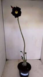 Planta Simples 3142 – 35cm – 03 anos - Imagem 2