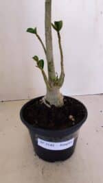 Planta Simples 3142 – 35cm – 03 anos - Imagem 6