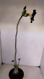 Planta Simples 3142 – 35cm – 03 anos - Imagem 5