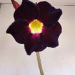 Planta Simples 3142 – 35cm – 03 anos