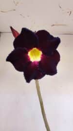 Planta Simples 3142 – 35cm – 03 anos