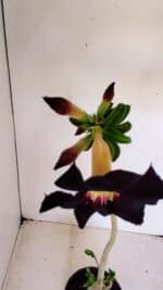 Planta Simples 3142 – 35cm – 03 anos - Imagem 4