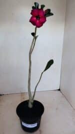 Planta Simples 3143 – 35cm – 03 anos - Imagem 2