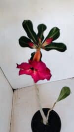 Planta Simples 3143 – 35cm – 03 anos - Imagem 4