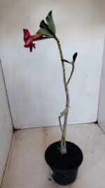 Planta Simples 3143 – 35cm – 03 anos - Imagem 5