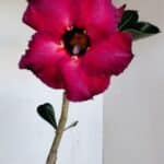 Planta Simples 3143 – 35cm – 03 anos