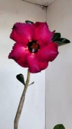 Planta Simples 3143 – 35cm – 03 anos