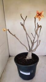 Planta Simples 3144 – 40cm – 03 anos - Imagem 2