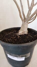 Planta Simples 3144 – 40cm – 03 anos - Imagem 6