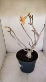 Planta Simples 3144 – 40cm – 03 anos - Imagem 4