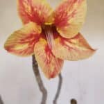 Planta Simples 3144 – 40cm – 03 anos