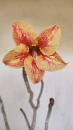 Planta Simples 3144 – 40cm – 03 anos