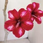 Planta Simples 3145 – 35cm – 03 anos