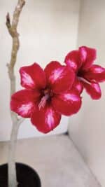 Planta Simples 3145 – 35cm – 03 anos