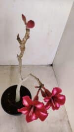 Planta Simples 3145 – 35cm – 03 anos - Imagem 5