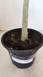 Planta Simples 3145 – 35cm – 03 anos - Imagem 7