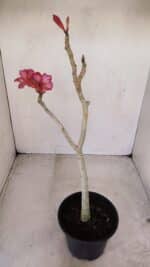 Planta Simples 3145 – 35cm – 03 anos - Imagem 6