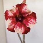 Planta Simples 3146 – 30cm – 03 anos