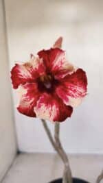 Planta Simples 3146 – 30cm – 03 anos